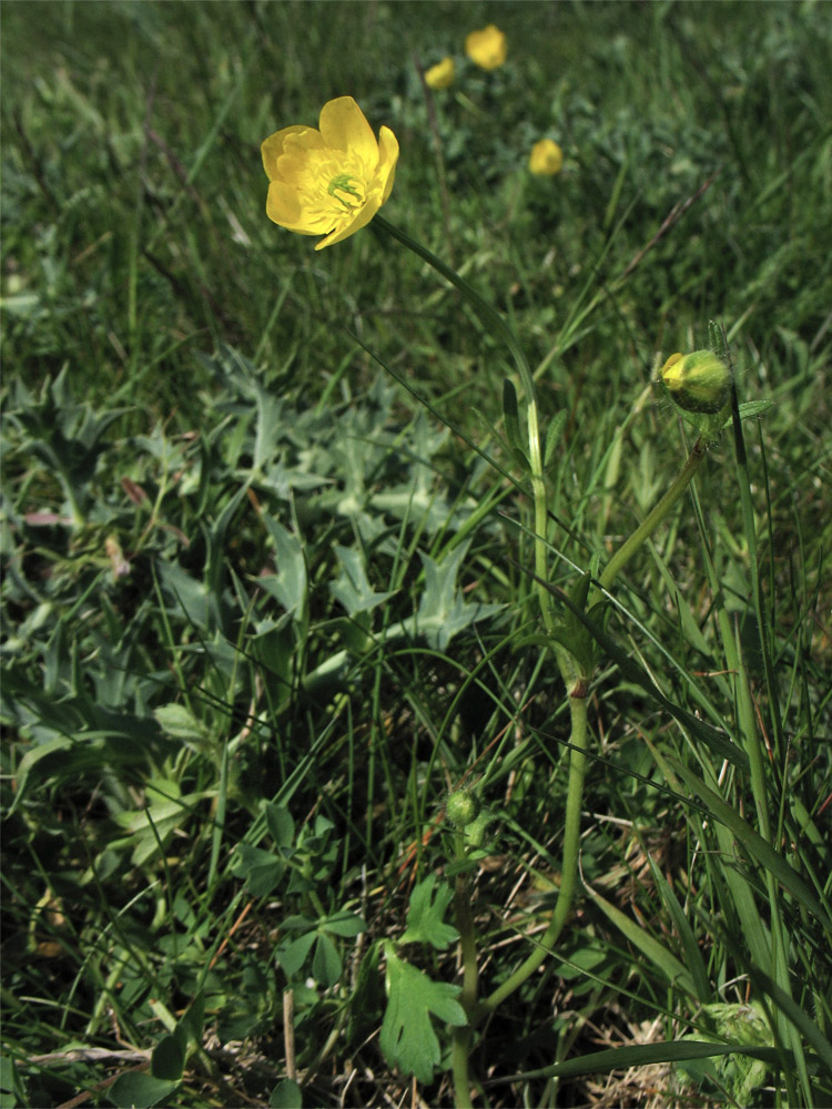 Изображение особи Ranunculus bulbosus.