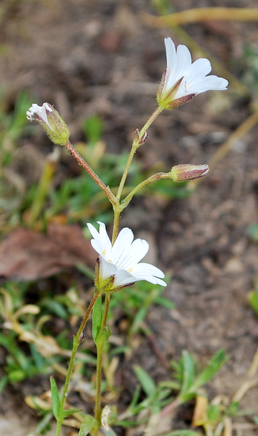 Изображение особи Dichodon cerastoides.