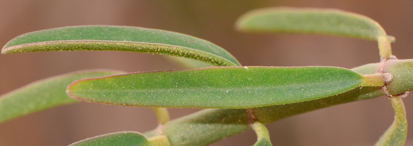 Изображение особи Euphorbia xanti.