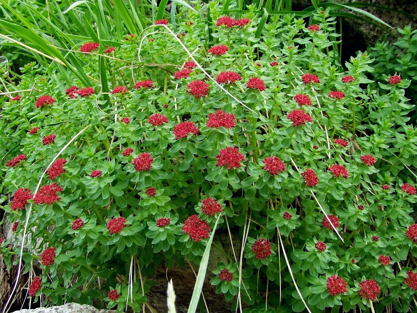 Изображение особи Rhodiola integrifolia.