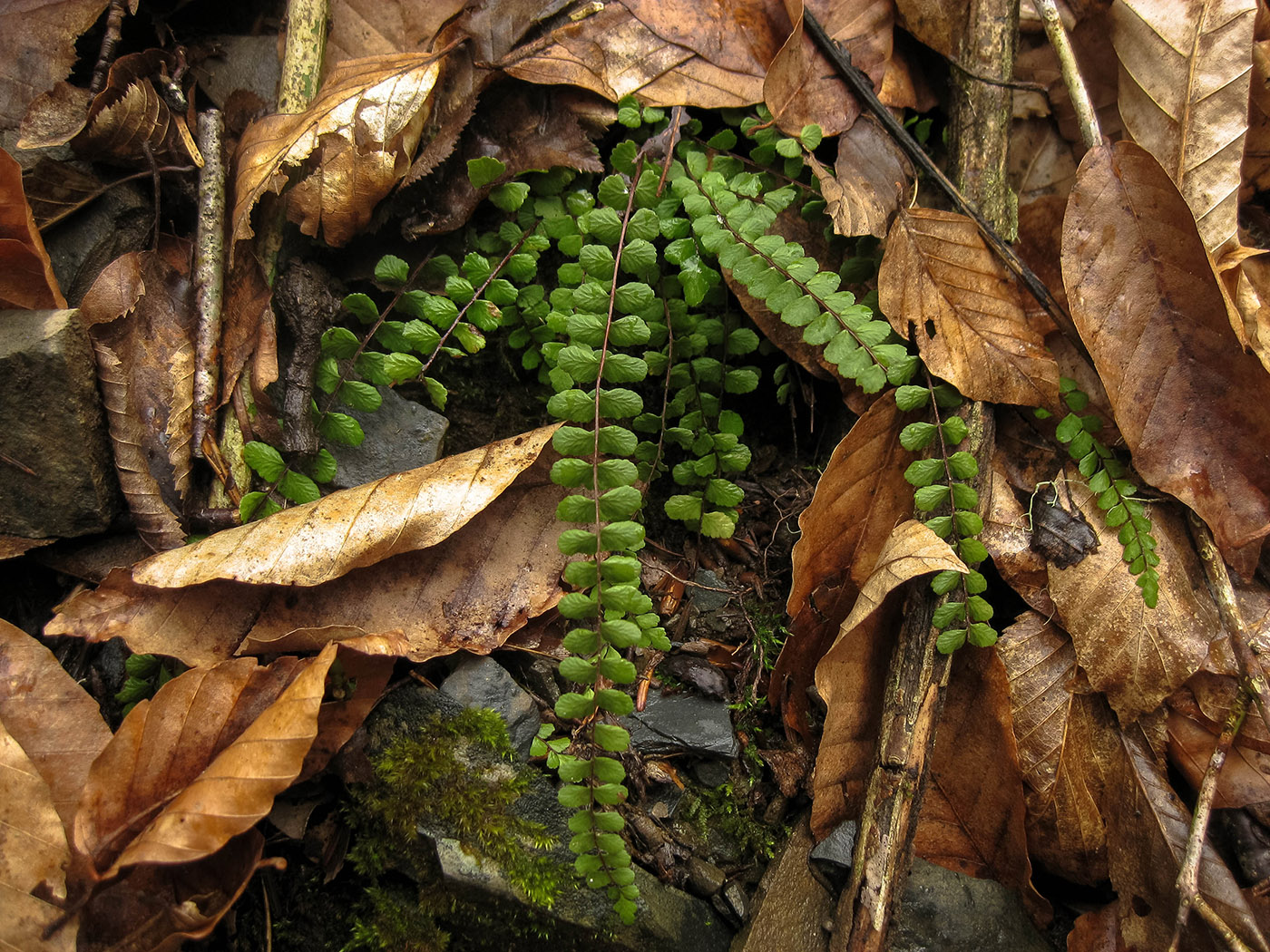 Изображение особи Asplenium trichomanes.