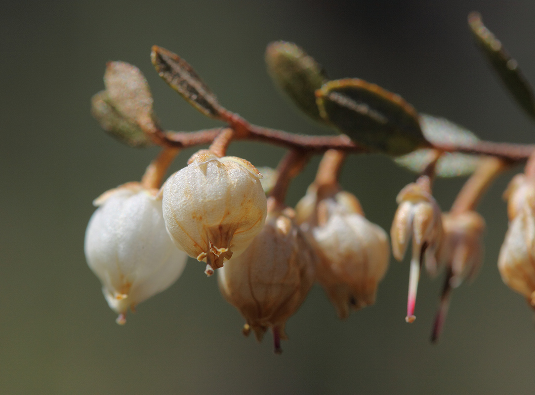 Изображение особи Chamaedaphne calyculata.