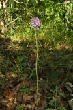 Anacamptis pyramidalis. Цветущее растение. Крым, Карадагский заповедник, Карадагская балка, дубовый шибляк. 22 июня 2017 г.