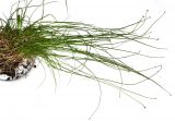 Carex capituliformis