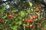 Crataegus stankovii