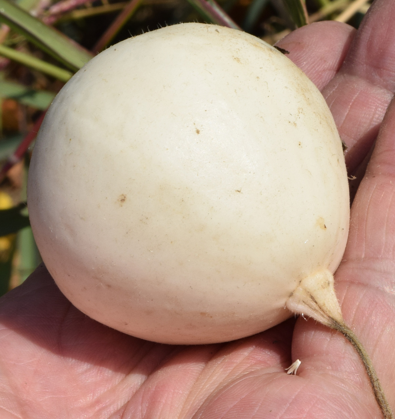 Image of Cucurbita pepo specimen.