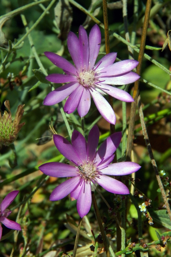 Image of Xeranthemum annuum specimen.