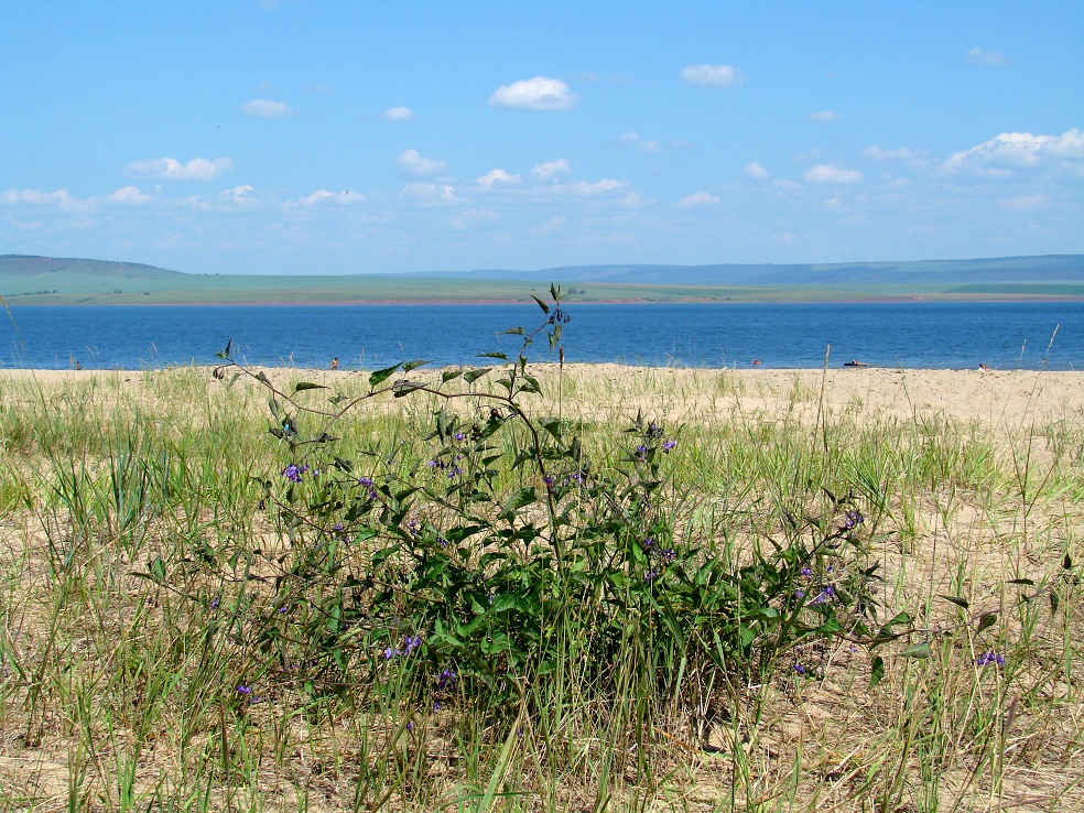 Изображение особи Solanum dulcamara.