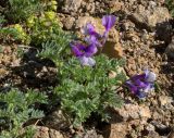 Vicia sosnowskyi