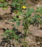 Potentilla semiglabra