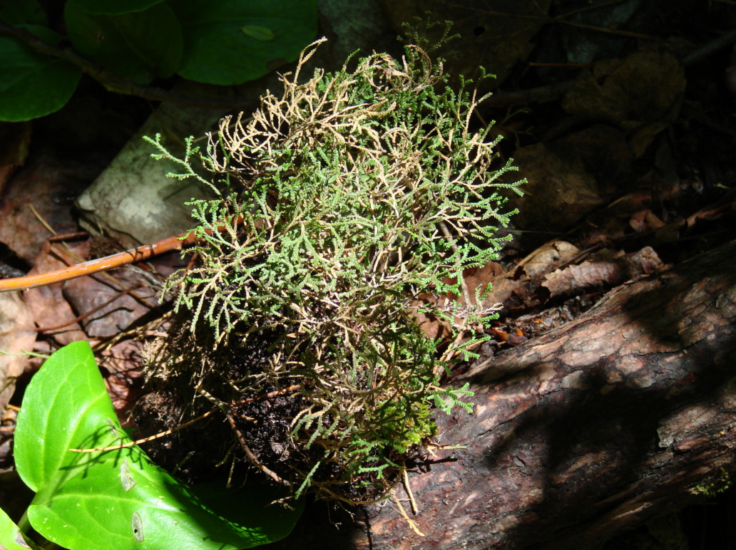 Image of Selaginella borealis specimen.