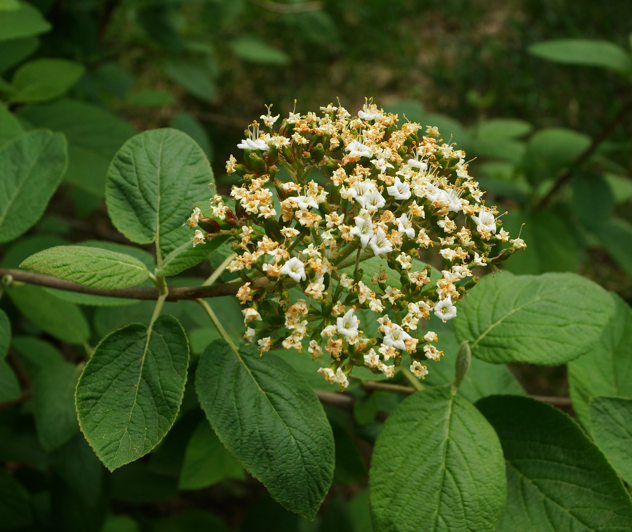 Изображение особи Viburnum lantana.