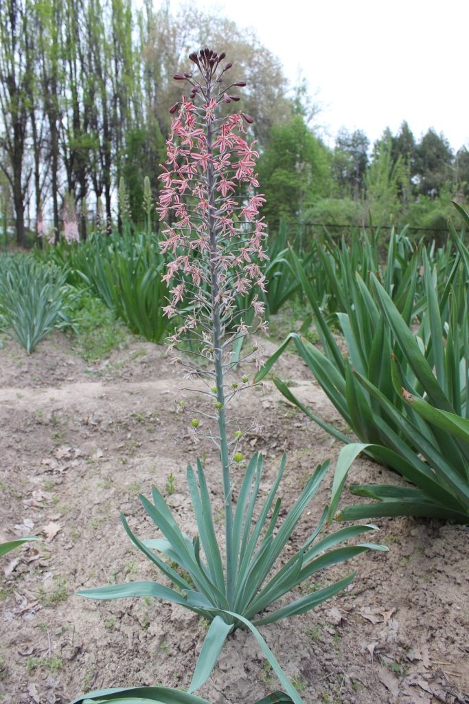 Изображение особи Eremurus alberti.