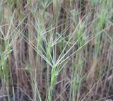 Aegilops ovata. Соцветие. Крым, Симферополь, опушка леса близ плотины Симферопольского вдхр. 13 мая 2010 г.