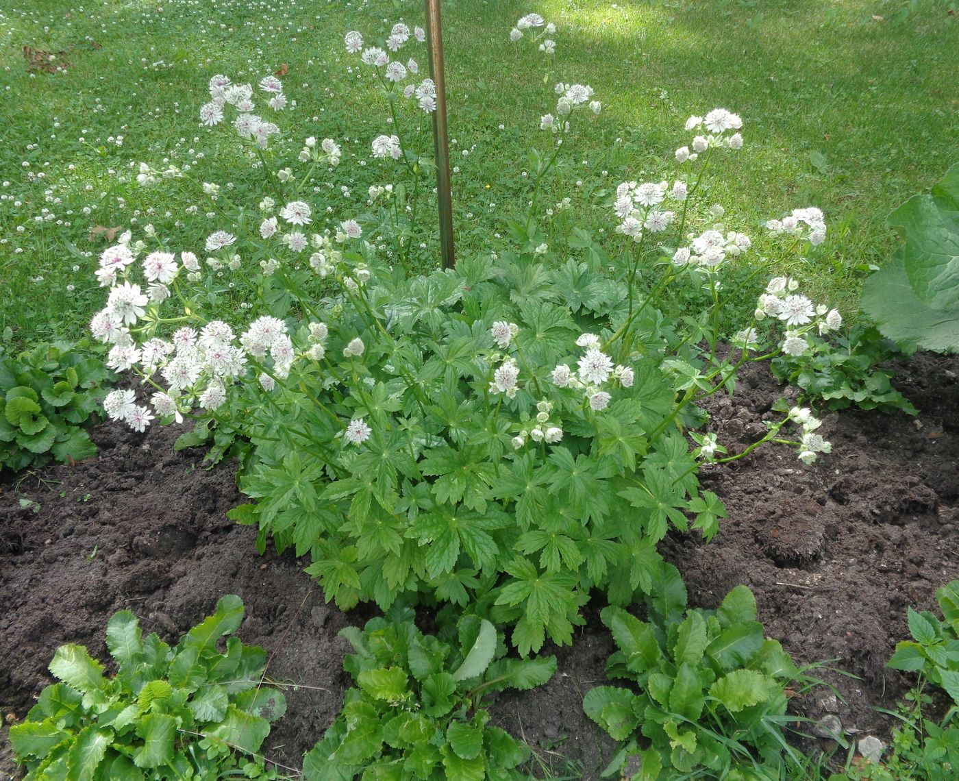 Изображение особи Astrantia major.