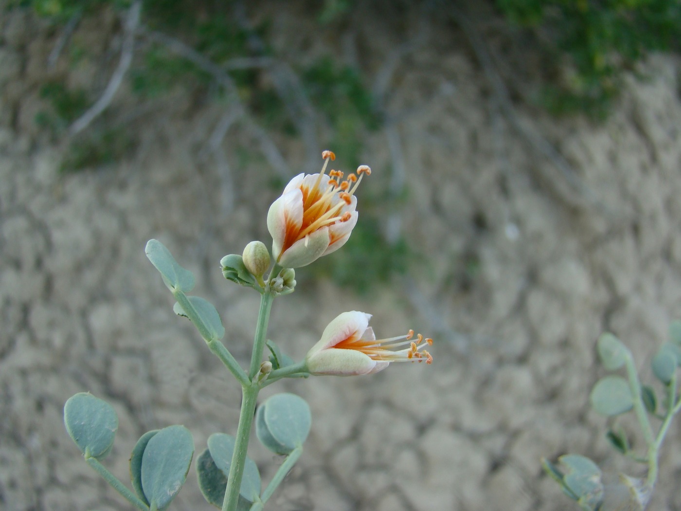 Изображение особи Zygophyllum miniatum.