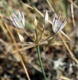 Allium moschatum