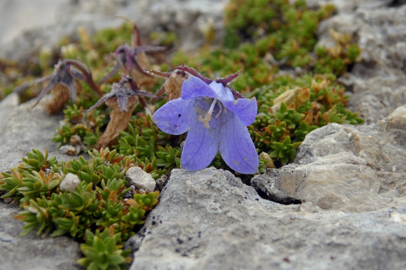 Изображение особи Campanula ciliata.