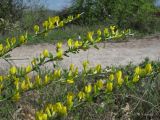 Chamaecytisus ruthenicus. Ветви с цветками. Крым, Бахчисарайский р-н, гора Тепе-Кермен. 18.04.2016.