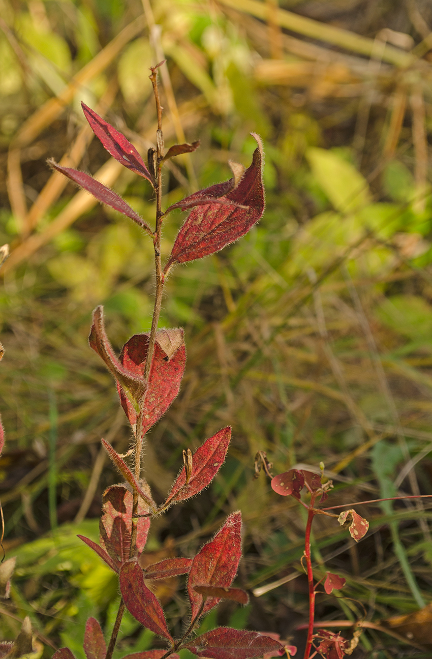 Image of Oenothera pilosella specimen.