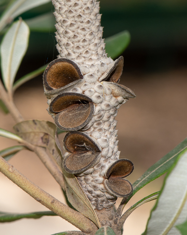 Изображение особи Banksia integrifolia.