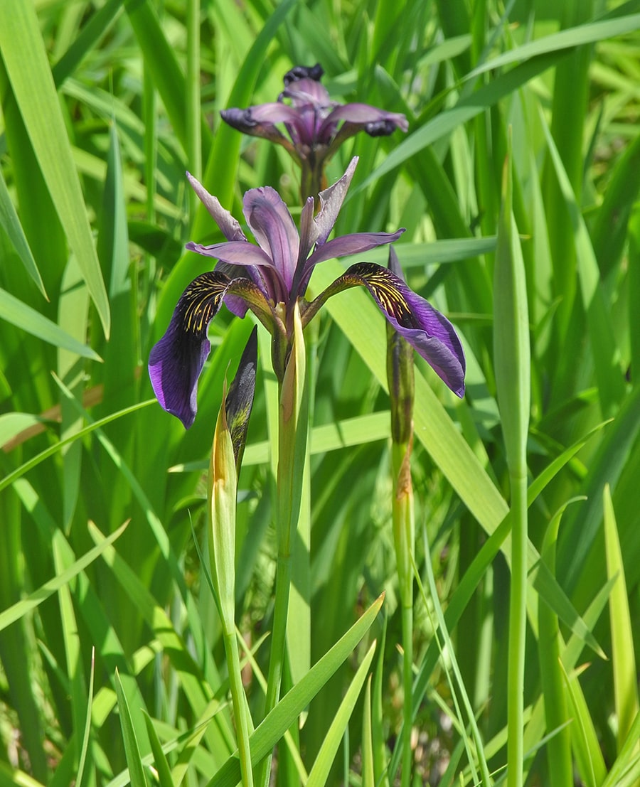 Изображение особи Iris chrysographes.