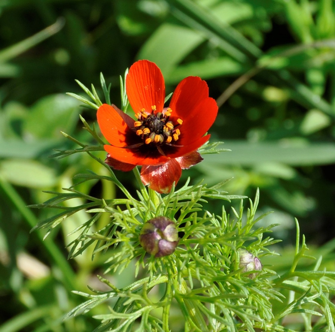 Изображение особи Adonis microcarpa.