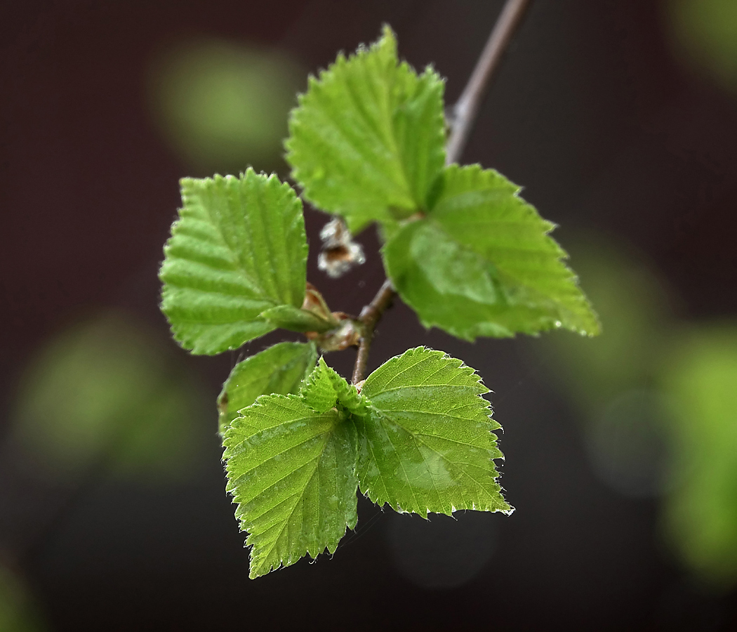 Изображение особи Betula pendula.