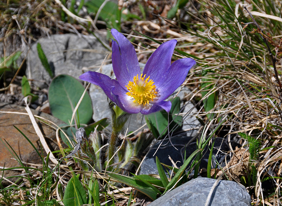 Изображение особи Pulsatilla multifida.