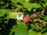Rubus parviflorus