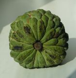 Annona squamosa