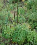 Aconitum barbatum. Прикорневые листья. Алтай, Курайская степь, р. Тюте (выс. около 1600 м н.у.м.). 20.07.2010.