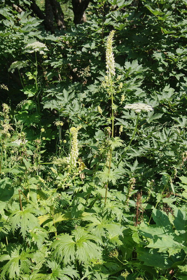 Изображение особи Aconitum orientale.