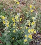 род Verbascum