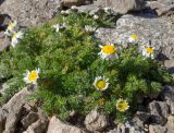 Tripleurospermum caucasicum