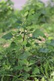 Chenopodium opulifolium. Вегетирующее растение. Крым, Севастополь, газон. 30.10.2020.