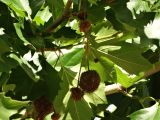 Platanus × acerifolia