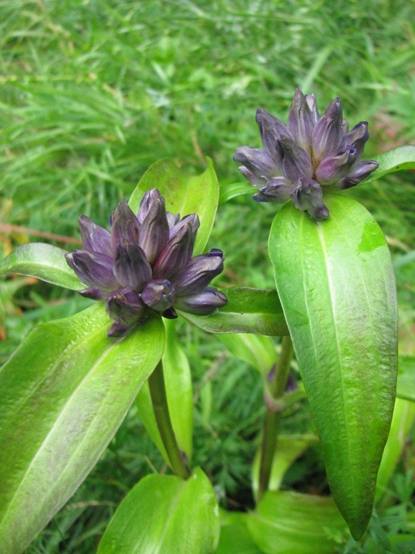 Изображение особи Gentiana macrophylla.