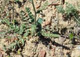 Oedibasis apiculata. Прикорневые листья. Казахстан, Джамбульская обл., южнее оз. Балхаш. 13.05.2011.