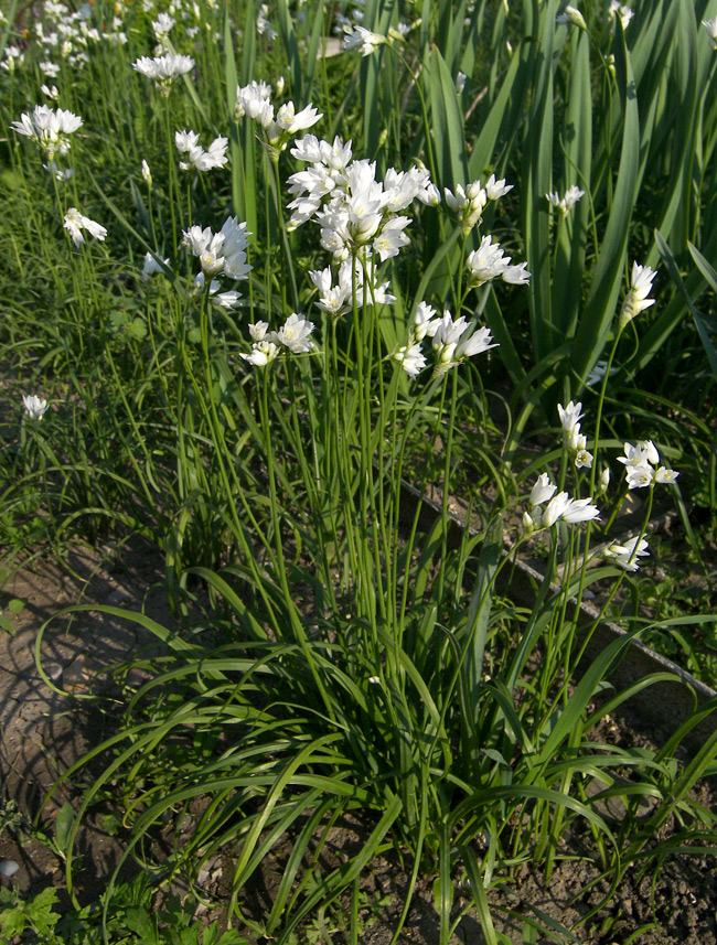 Image of Allium zebdanense specimen.