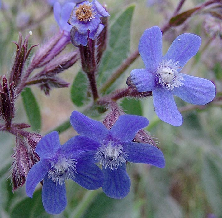 Изображение особи Anchusa azurea.