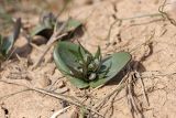 Rhinopetalum stenantherum. Зацветающее растение. Южный Казахстан, гора 797.3 0.5 км западнее шоссе Корниловка-Пестели. 28.03.2012.