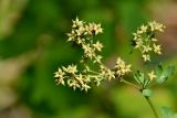 Thalictrum flavum