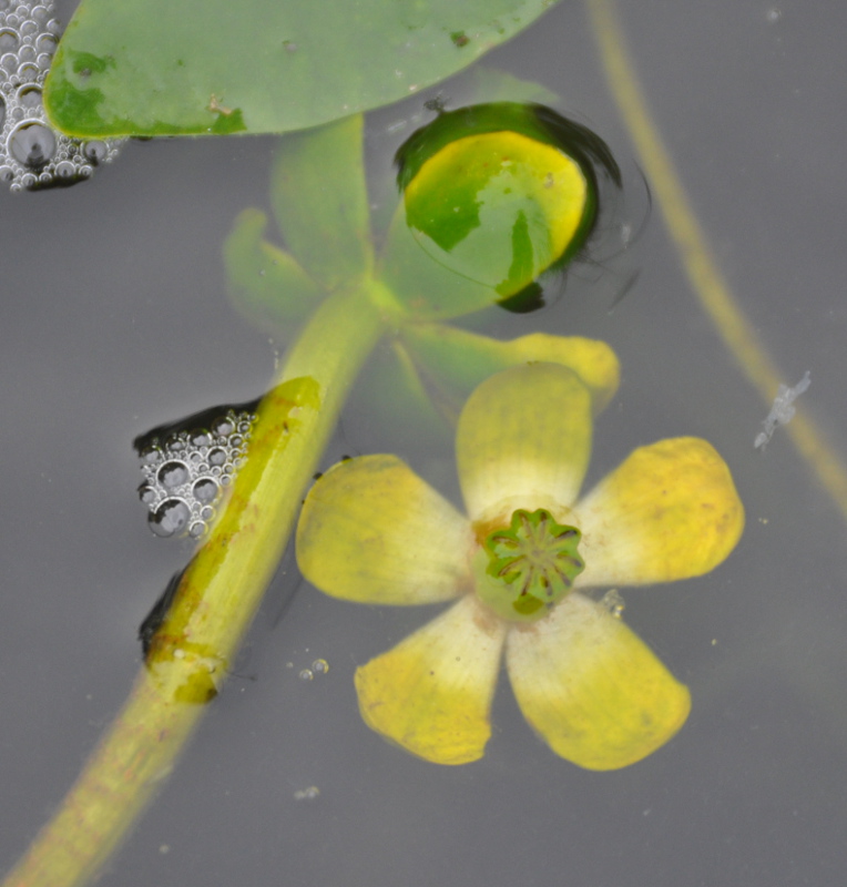 Изображение особи Nuphar pumila.