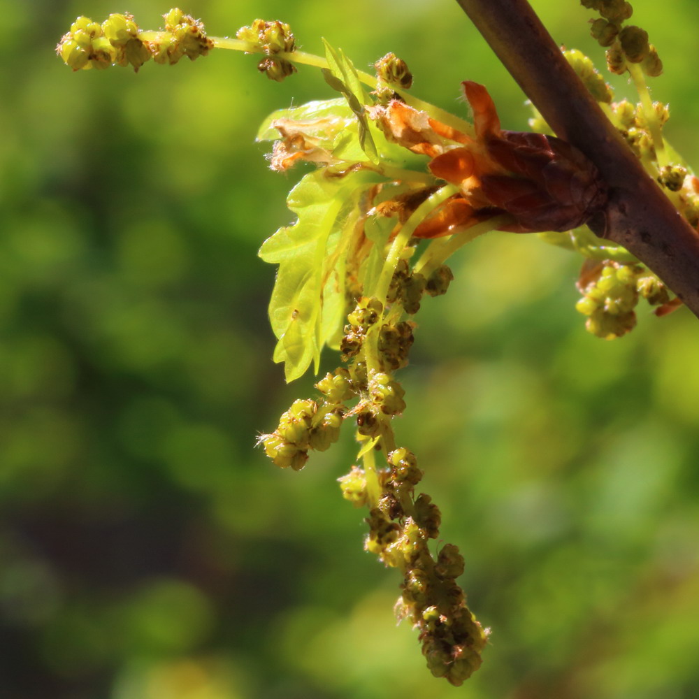 Image of Quercus robur specimen.