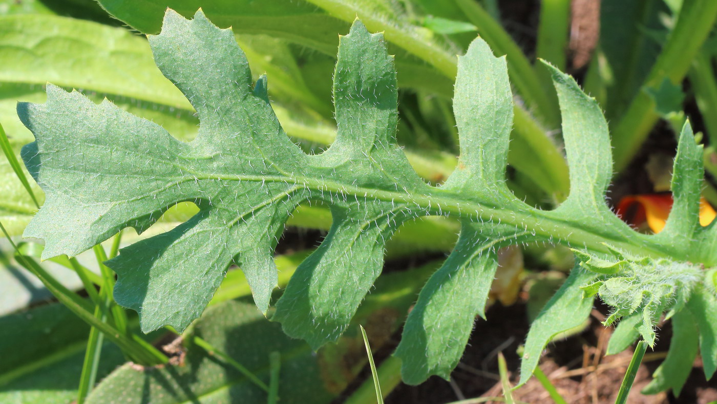 Изображение особи Glaucium corniculatum.