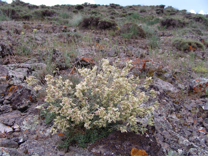 Изображение особи Silene spergulifolia.