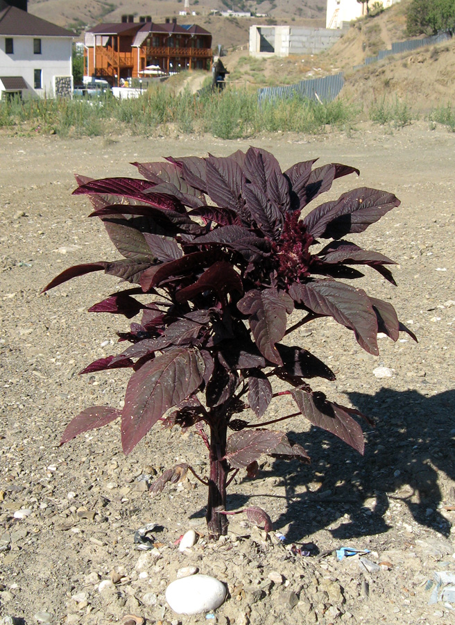 Изображение особи Amaranthus hypochondriacus.