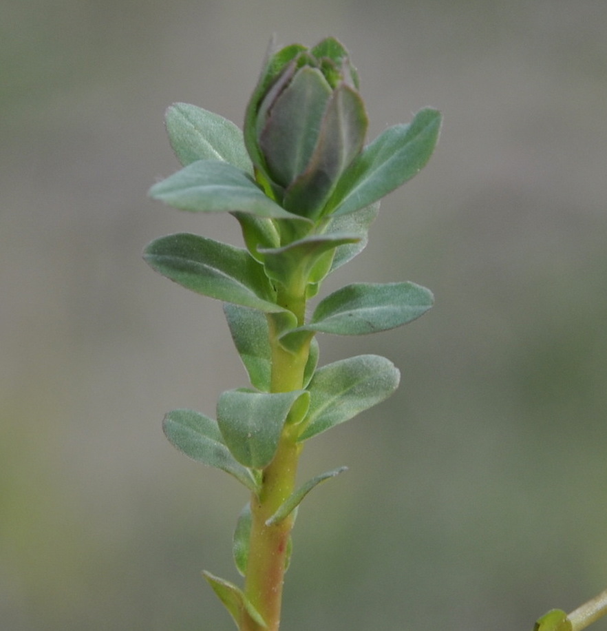 Изображение особи Euphorbia apios.