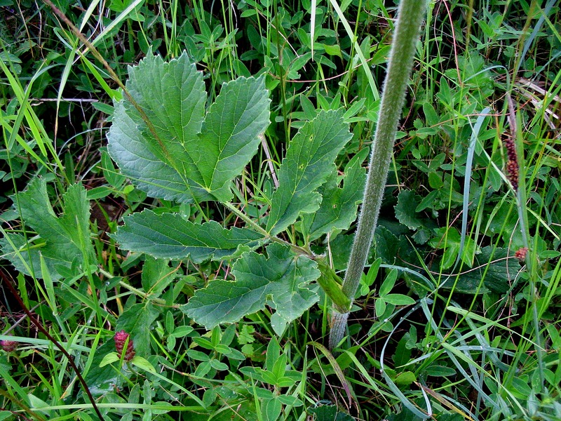 Изображение особи Heracleum sphondylium.